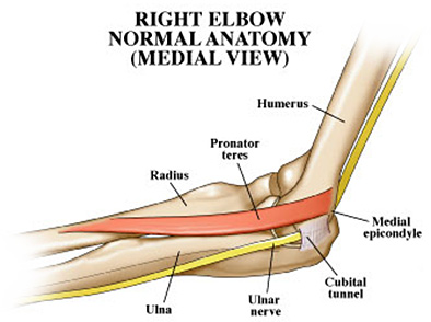 Right Elbow Normal Anatomy (Medial View)