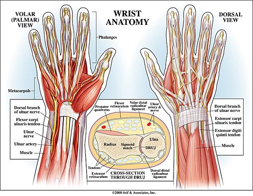 Wrist Anatomy 2