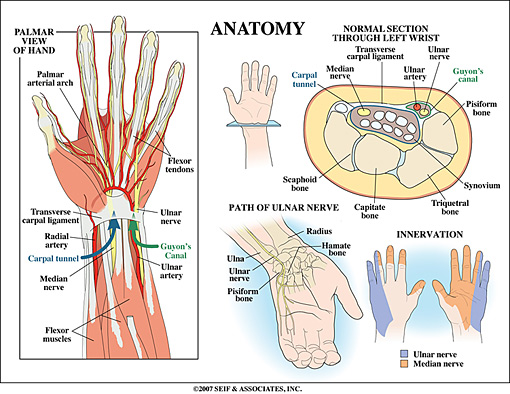 Wrist Anatomy 3
